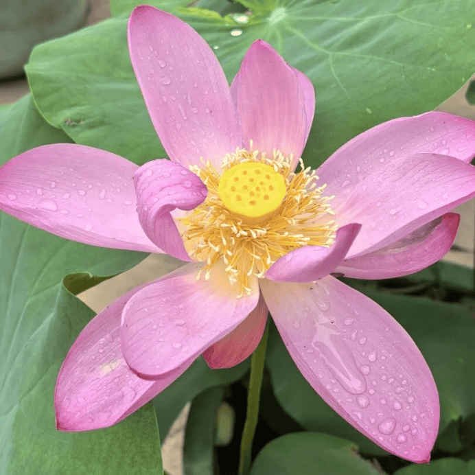莲花池 “荷” 仙姑再聚,古莲新荷,凌波入塘177.png 欧博