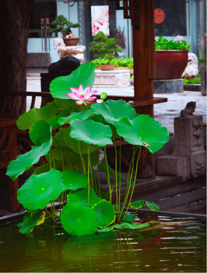 莲花池 “荷” 仙姑再聚,古莲新荷,凌波入塘342.png 欧博