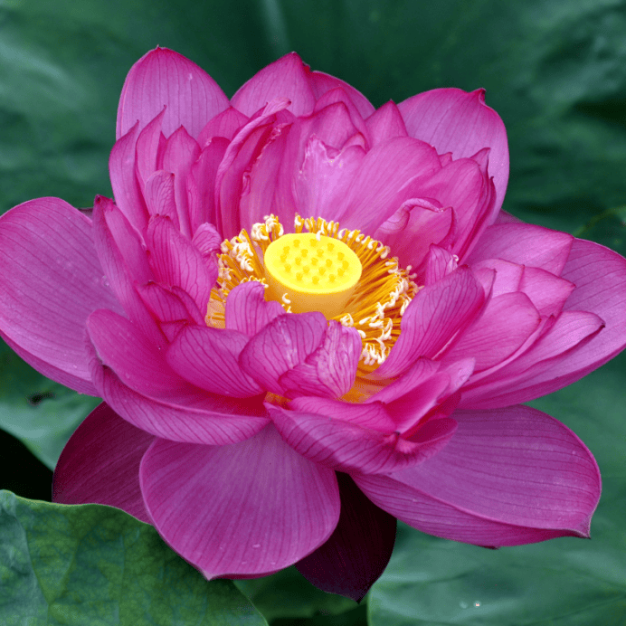 莲花池 “荷” 仙姑再聚,古莲新荷,凌波入塘538.png 欧博