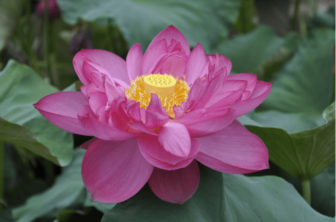 莲花池 “荷” 仙姑再聚,古莲新荷,凌波入塘723.png 欧博