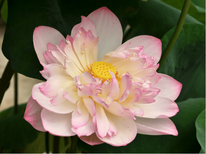 莲花池 “荷” 仙姑再聚,古莲新荷,凌波入塘1076.png 欧博